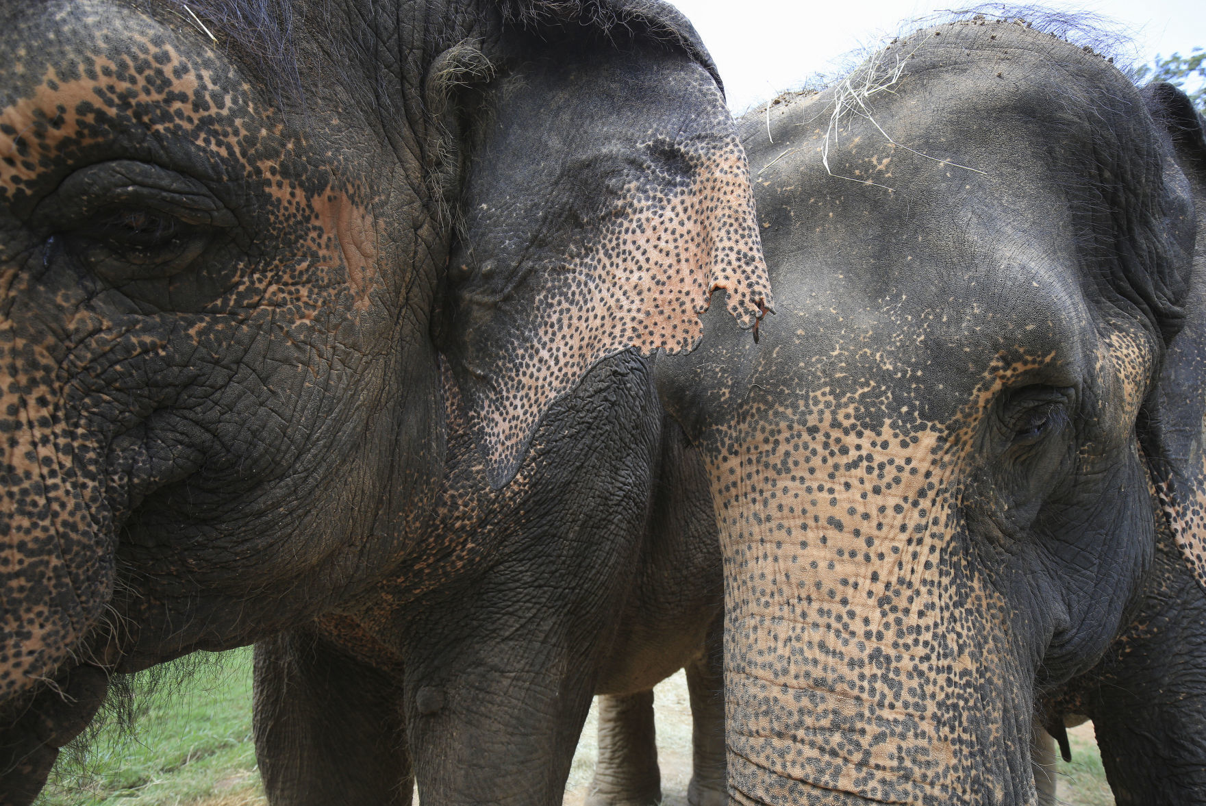 Elephants